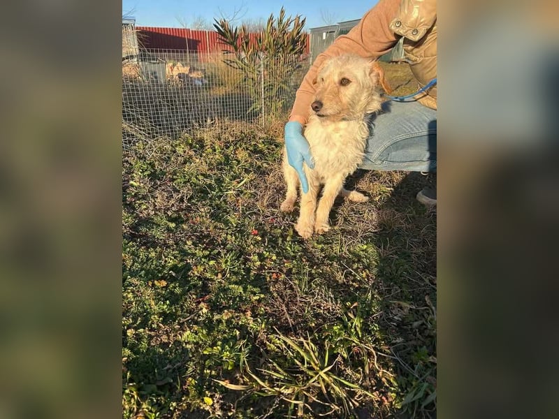 Fredi, 1 Jahr, 35cm sucht sein Körbchen