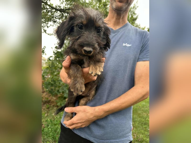 Smockie, geboren 02.07.2025 sucht sein Körbchen
