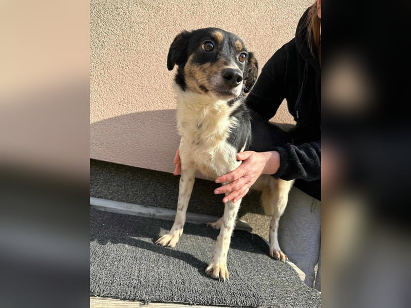 Milo, geboren 21.05.2023, 43cm sucht sein Zuhause