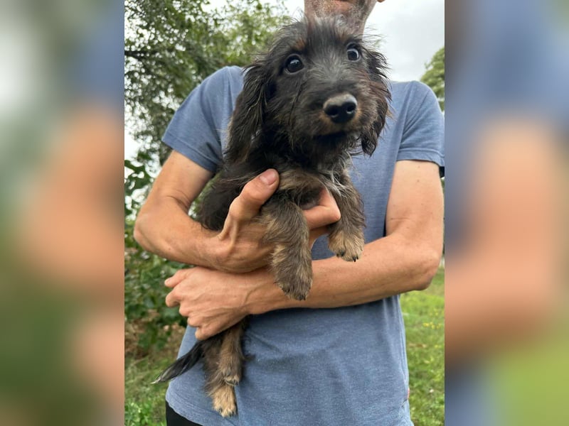 Smockie, geboren 02.07.2025 sucht sein Körbchen