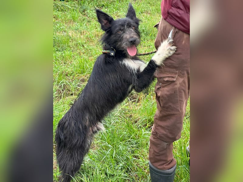 Zorro, geboren 25.09.2024, 40cm sucht sein Glück