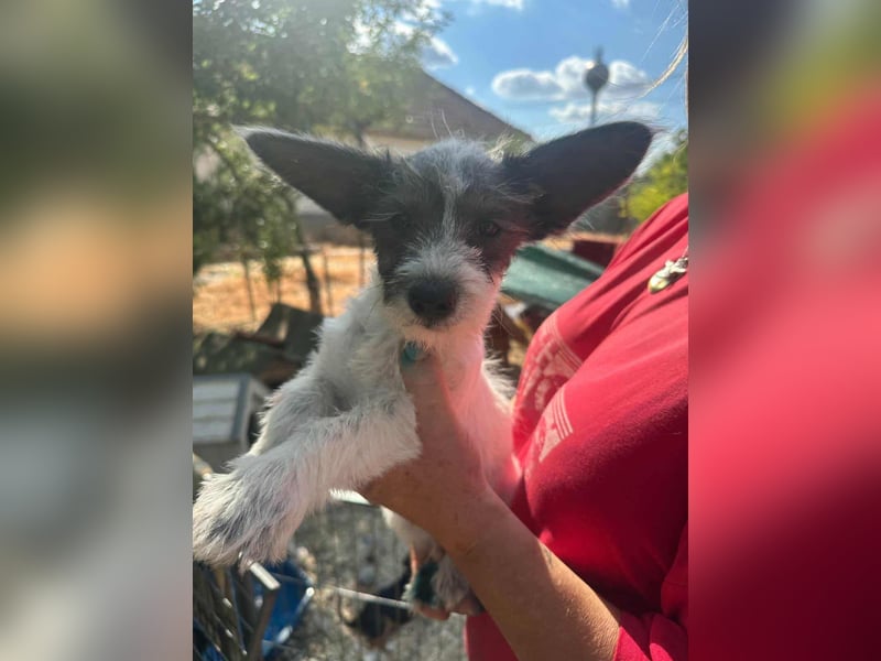 Lobo, geboren 30.03.2025, 23cm sucht seine Menschen