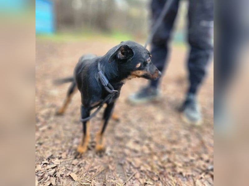 Lieber Lala, ca. 2 Jahre alt, 39 cm, wünscht sich eine Familie