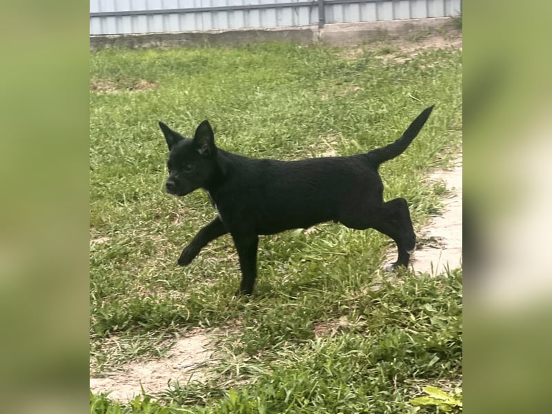 Kocos, 3 Monate, 18cm sucht seine Menschen