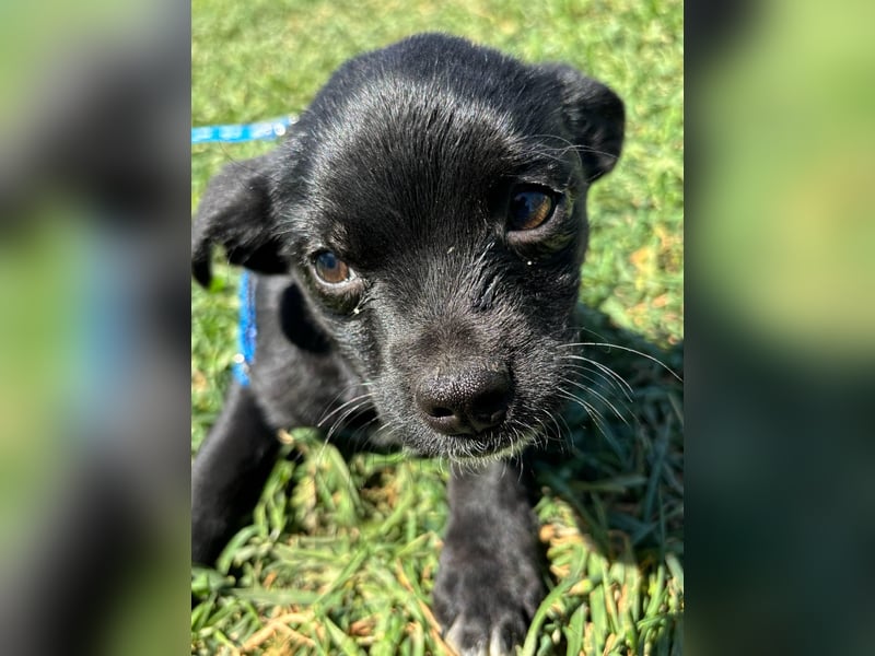 Kocos, 3 Monate, 18cm sucht seine Menschen