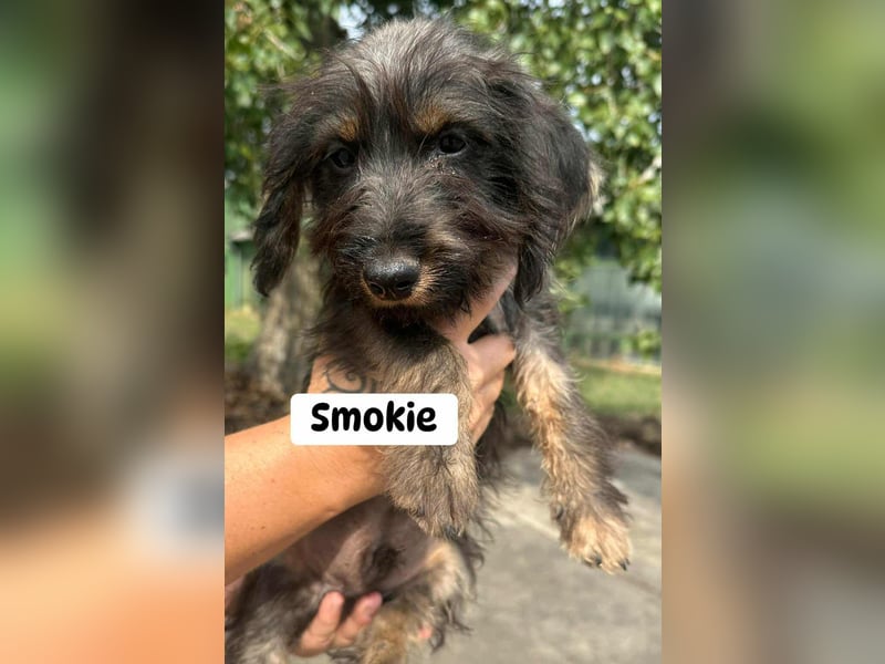 Smockie, geboren 02.07.2025 sucht sein Körbchen