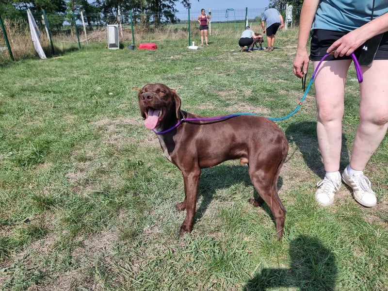 Csoki, geboren 01.08.2022, 61cm sucht Menschen mit Herz