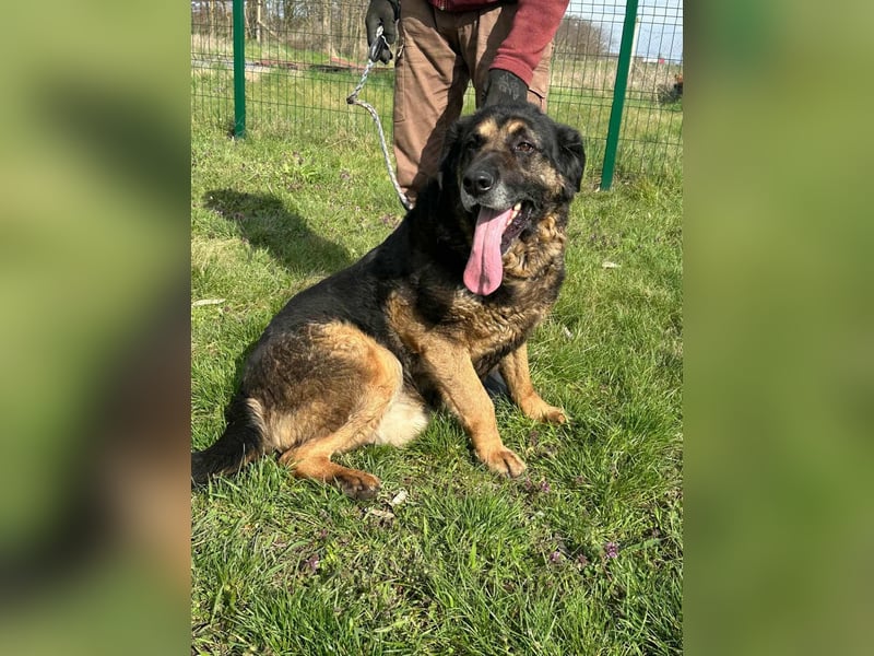 Milka, geboren 01.08.2017, 65cm sucht sicheres Körbchen