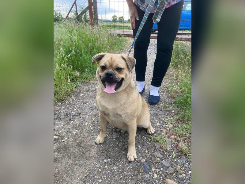 Jedi, geboren 01.01.2023, 45cm sucht sein Zuhause