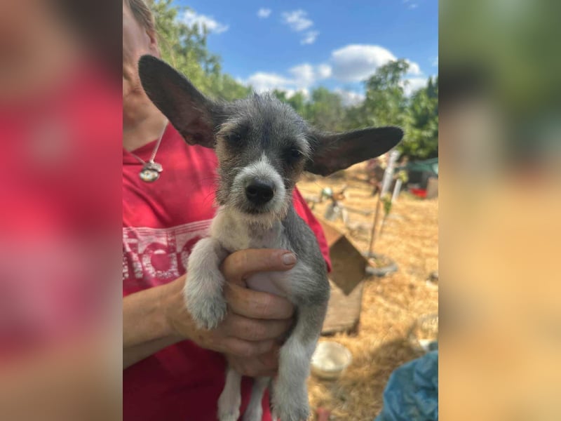Larry, geboren 30.03.2025, 21cm sucht sein Glück