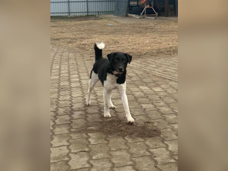 Domino, 1,5 Jahre, 38cm, wünscht sich ein eigenes Körbchen