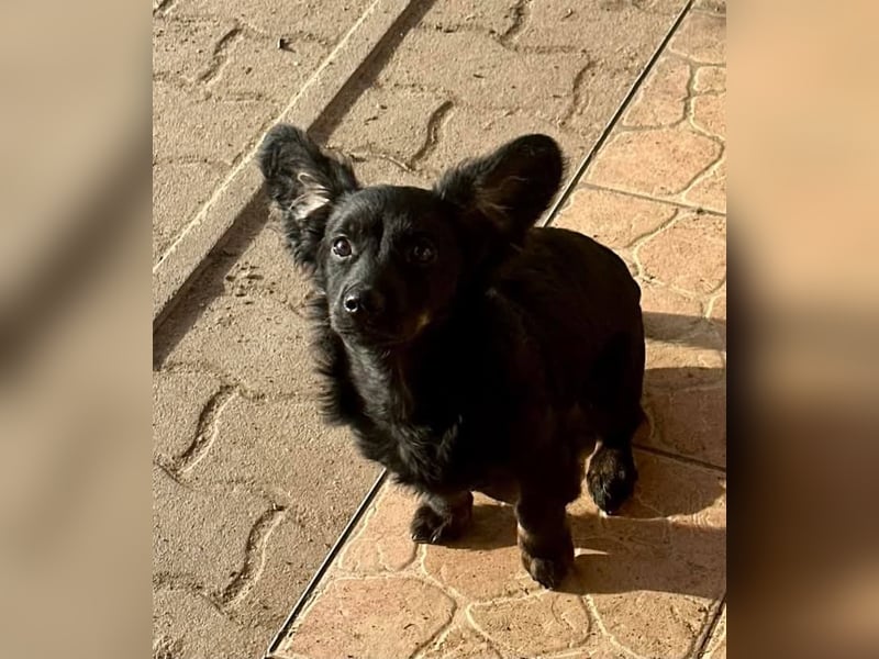 Joker, 9 Monate, 28cm sucht sein Glück