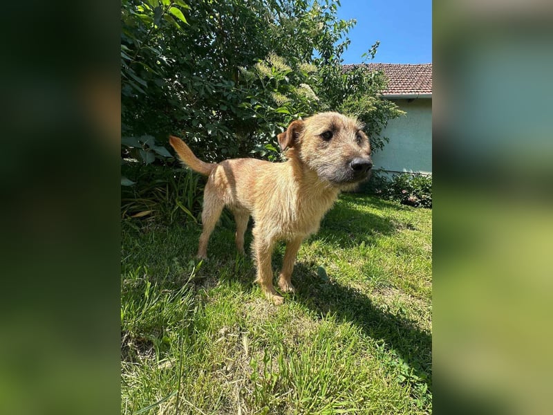 Teddy, 2 Jahre sucht sein Körbchen