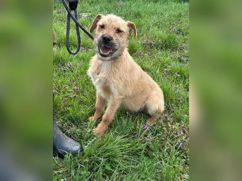 Jago, geboren 15.07.2024, 45cm sucht sein Glück