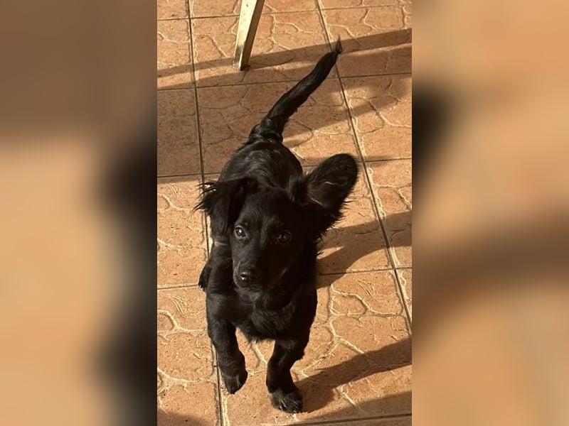 Joker, 9 Monate, 28cm sucht sein Glück