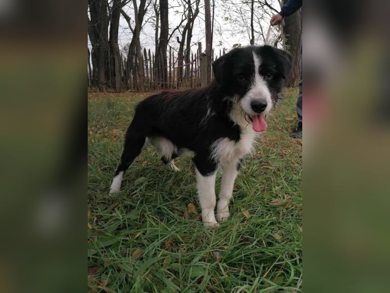 Cody, geb.06.02.2022, 47 cm, wünscht sich ein aktives Hundeleben