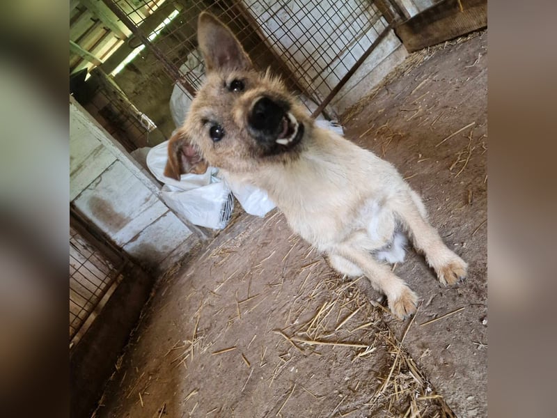 Teddy, 2 Jahre sucht sein Körbchen