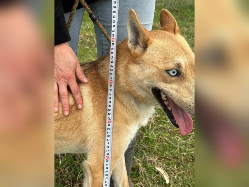 Nico, geboren 01.05.2023, 54cm sucht aktive Menschen