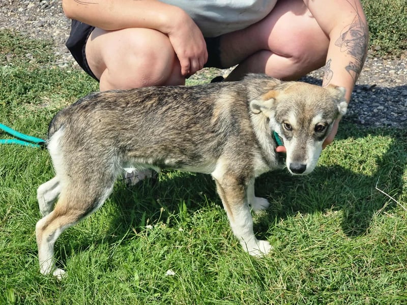 Balto, geboren 01.01.2025, 39cm sucht liebevolles Zuhause