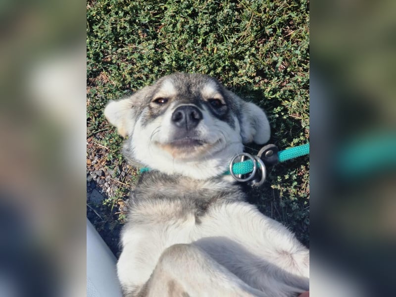 Balto, geboren 01.01.2025, 39cm sucht liebevolles Zuhause