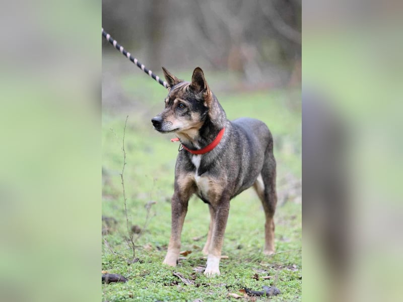Lacika, 4 Jahre jung, 45 cm, sucht sein Zuhause