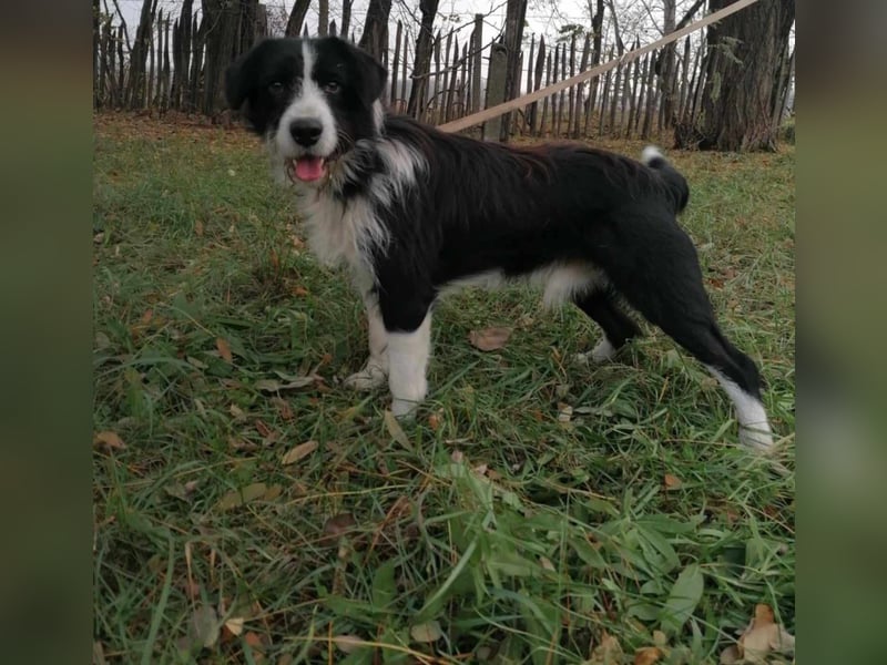 Cody, geb.06.02.2022, 47 cm, wünscht sich ein aktives Hundeleben
