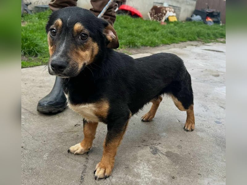 Dexter, geboren 01.08.2023, 34cm sucht sein Körbchen