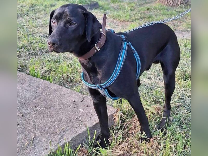 Bingo, geboren 06.06.2024, 53cm sucht sein Zuhause
