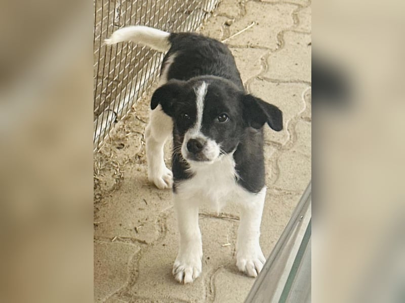 Bolyhos, 3 Monate, 18cm sucht sein Zuhause
