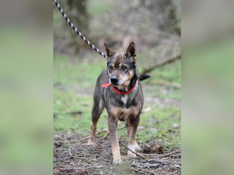 Lacika, 4 Jahre jung, 45 cm, sucht sein Zuhause