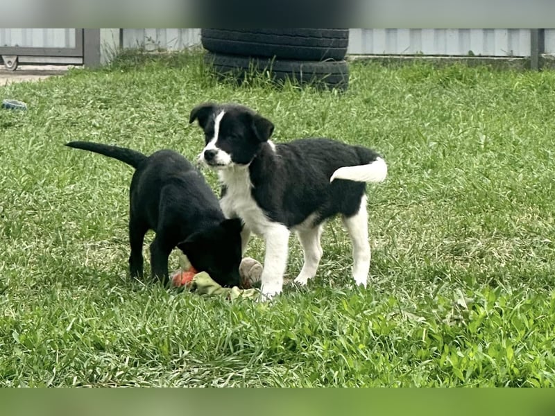 Kocos, 3 Monate, 18cm sucht seine Menschen
