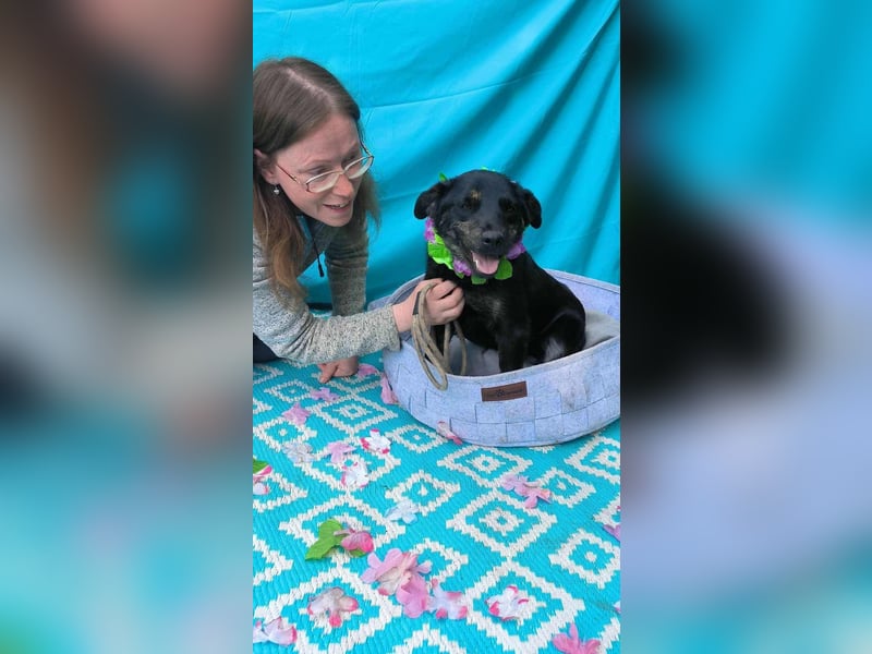 Austin, 1,5 Jahre sucht sein Körbchen