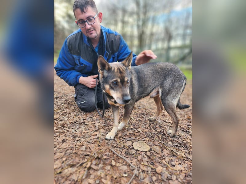 Lacika, 4 Jahre jung, 45 cm, sucht sein Zuhause