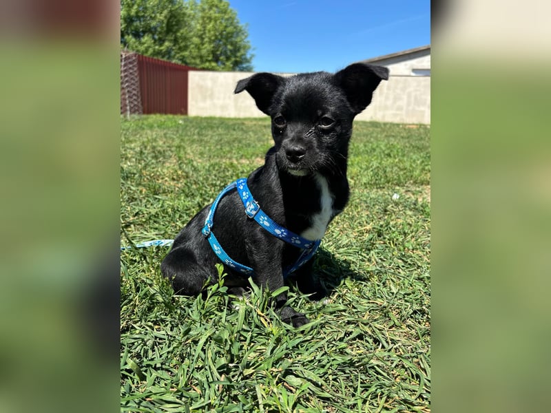Kocos, 3 Monate, 18cm sucht seine Menschen