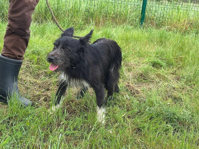 Zorro, geboren 25.09.2024, 40cm sucht sein Glück