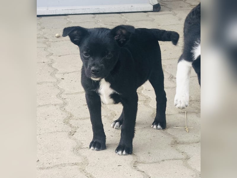 Kocos, 3 Monate, 18cm sucht seine Menschen