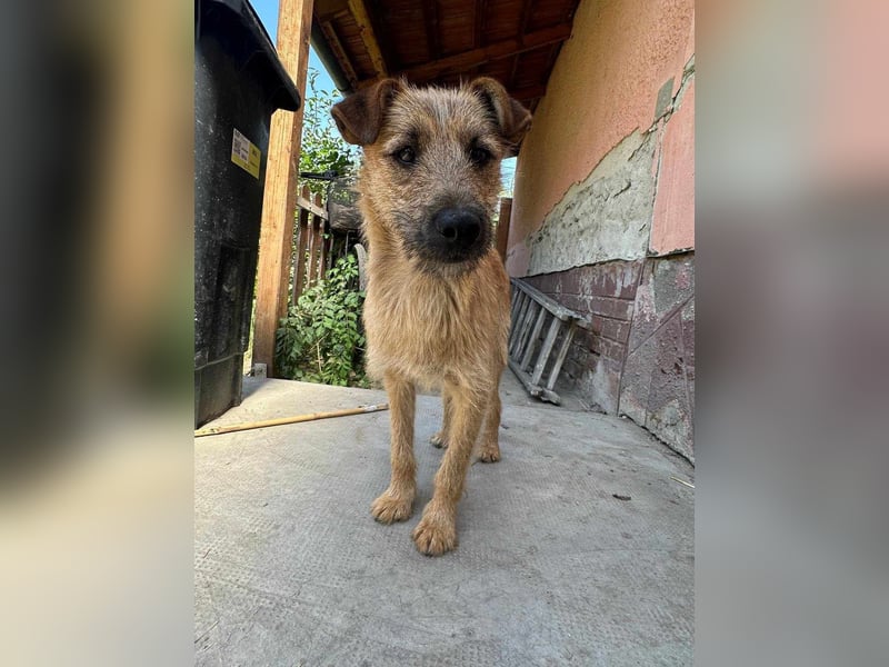 Teddy, 2 Jahre sucht sein Körbchen