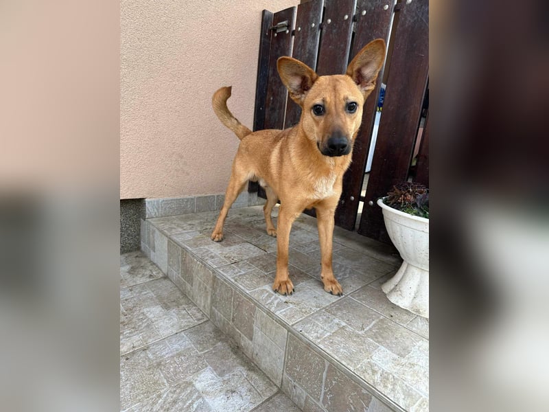 Kubu, geb. 01.06.2024, 40 cm, sucht ein Für-Immer-Zuhause