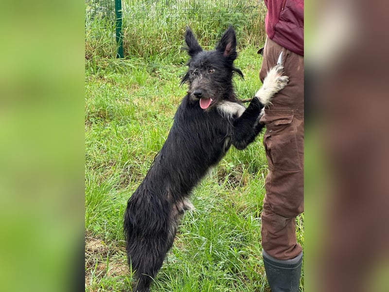 Zorro, geboren 25.09.2024, 40cm sucht sein Glück