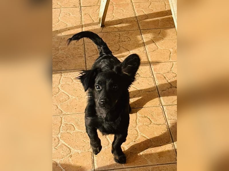 Joker, 9 Monate, 28cm sucht sein Glück