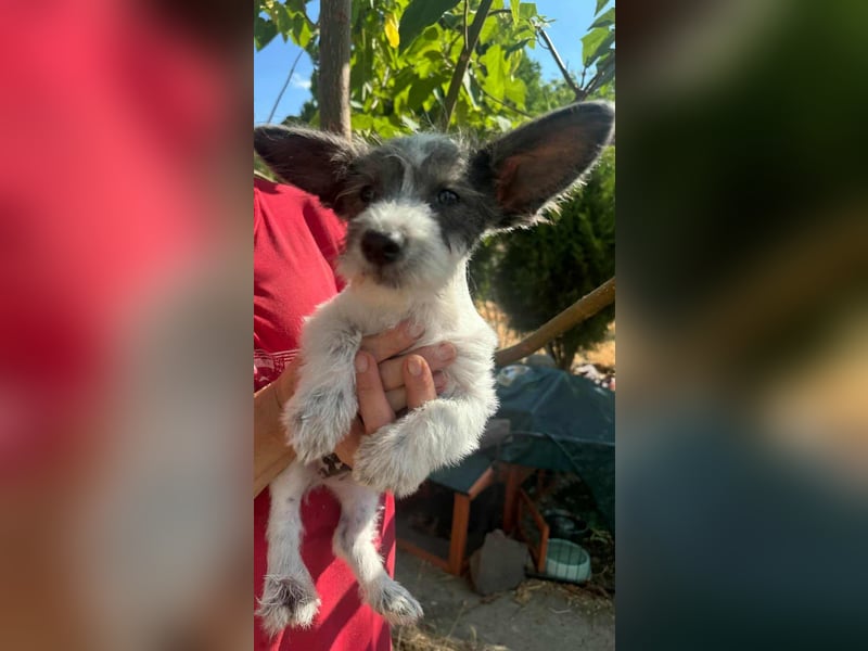 Lobo, geboren 30.03.2025, 23cm sucht seine Menschen