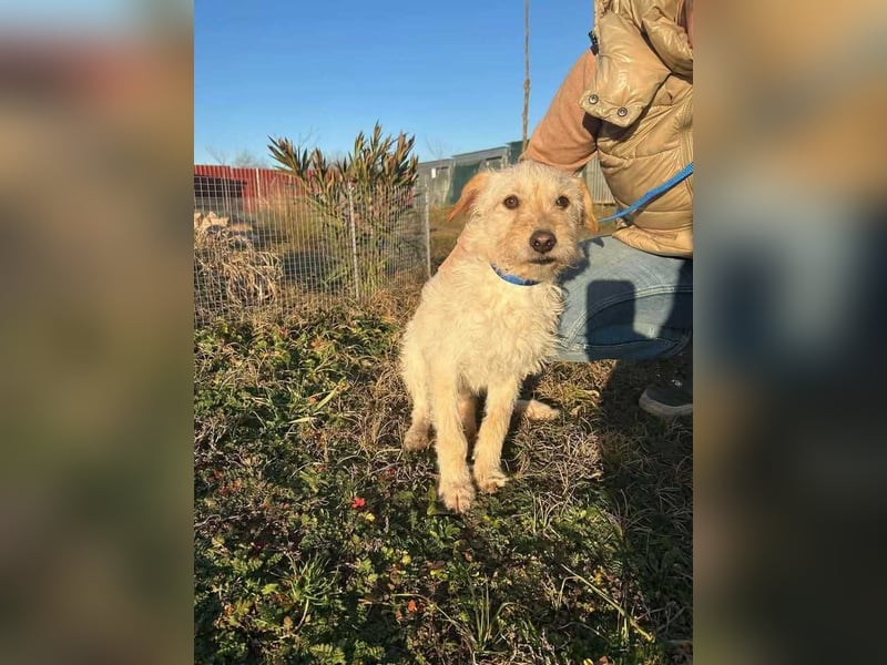 Fredi, 1 Jahr, 35cm sucht sein Körbchen