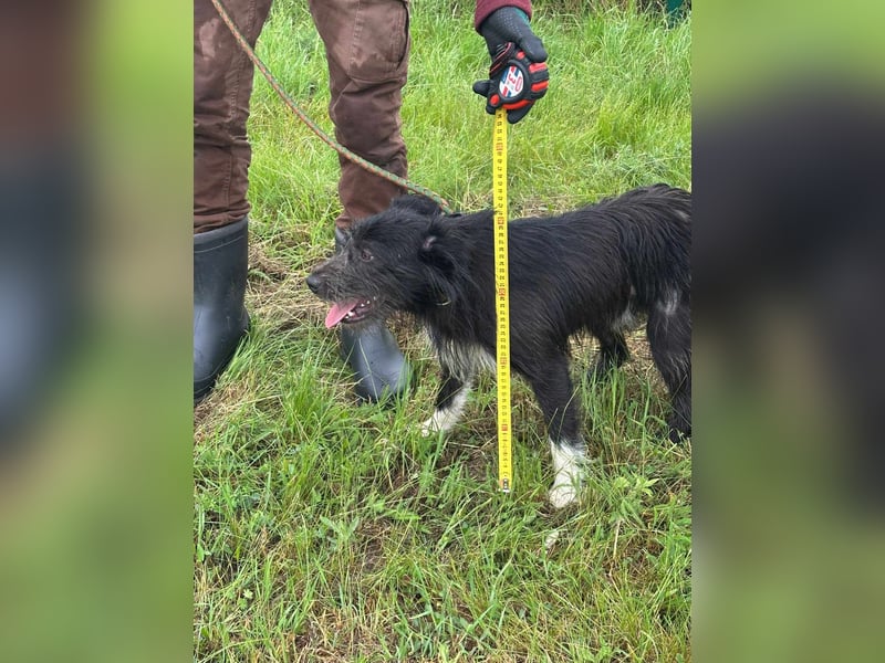 Zorro, geboren 25.09.2024, 40cm sucht sein Glück