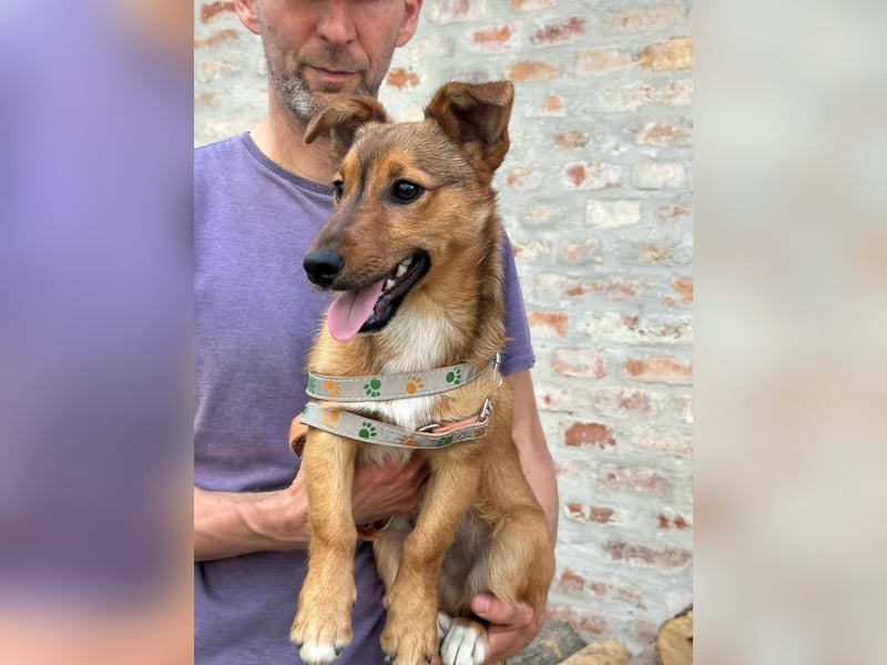 Tom, geboren 05.11.2024, 28cm sucht seine Menschen