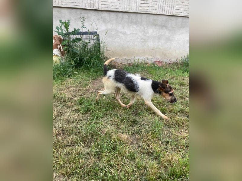 Zümi, geboren 10.12.2024, 29cm sucht seine Menschen