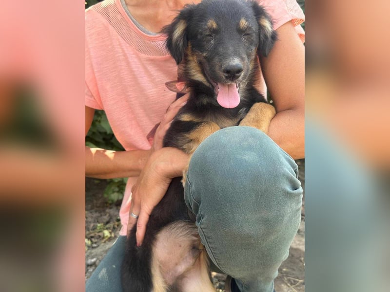 Bruno, geboren 03.2025, 36cm sucht seine Chance