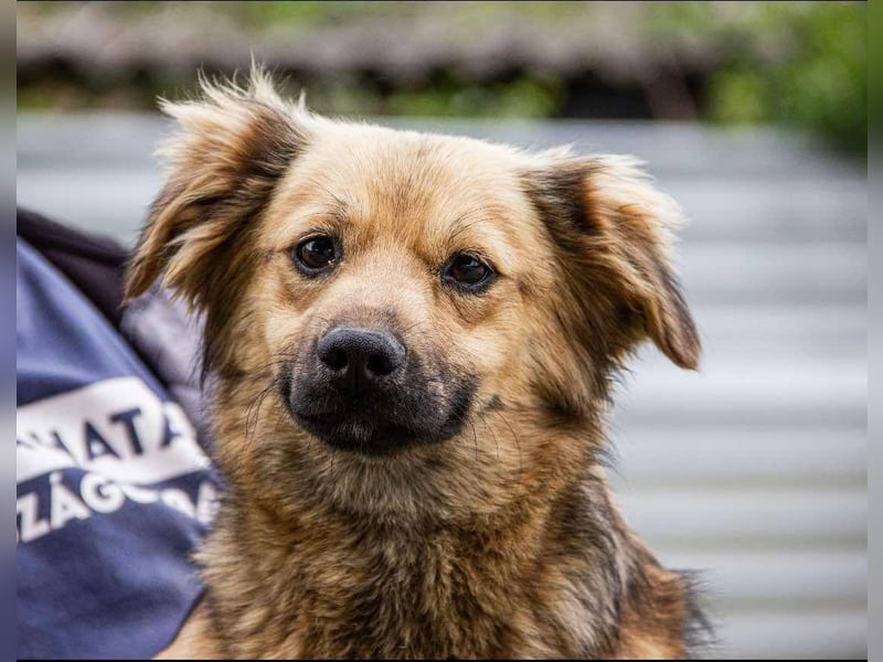 Milo, geboren 15.08.2024 sicht sein Körbchen