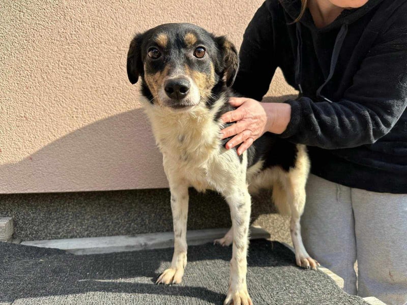Milo, geboren 21.05.2023, 43cm sucht sein Zuhause