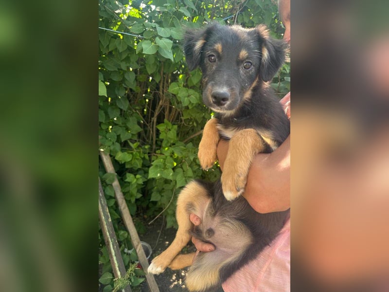 Bruno, geboren 03.2025, 36cm sucht seine Chance