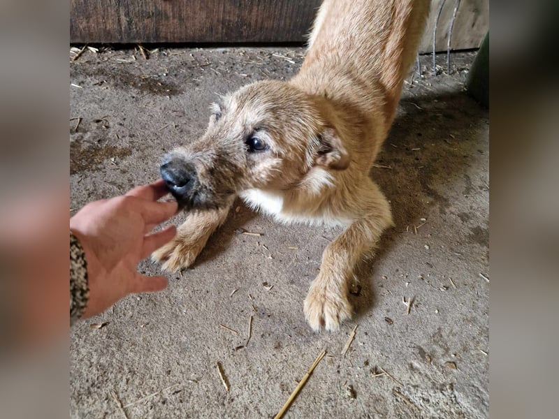 Teddy, 2 Jahre sucht sein Körbchen